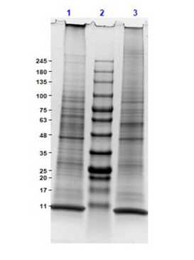 SDS-PAGE of Mouse Spleen, Adult, Whole Cell Lysate.<br />Lane 1: Mouse Spleen Reduced (10 μg).<br />Lane 2: Opal Prestained Molecular Weight Marker.<br />Lane 3: Mouse Spleen Non-Reduced (10 μg).<br />4-20% Gel, Coomassie Stained.
